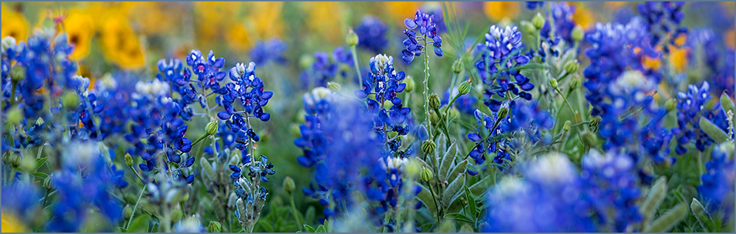 Texas State Flowers
