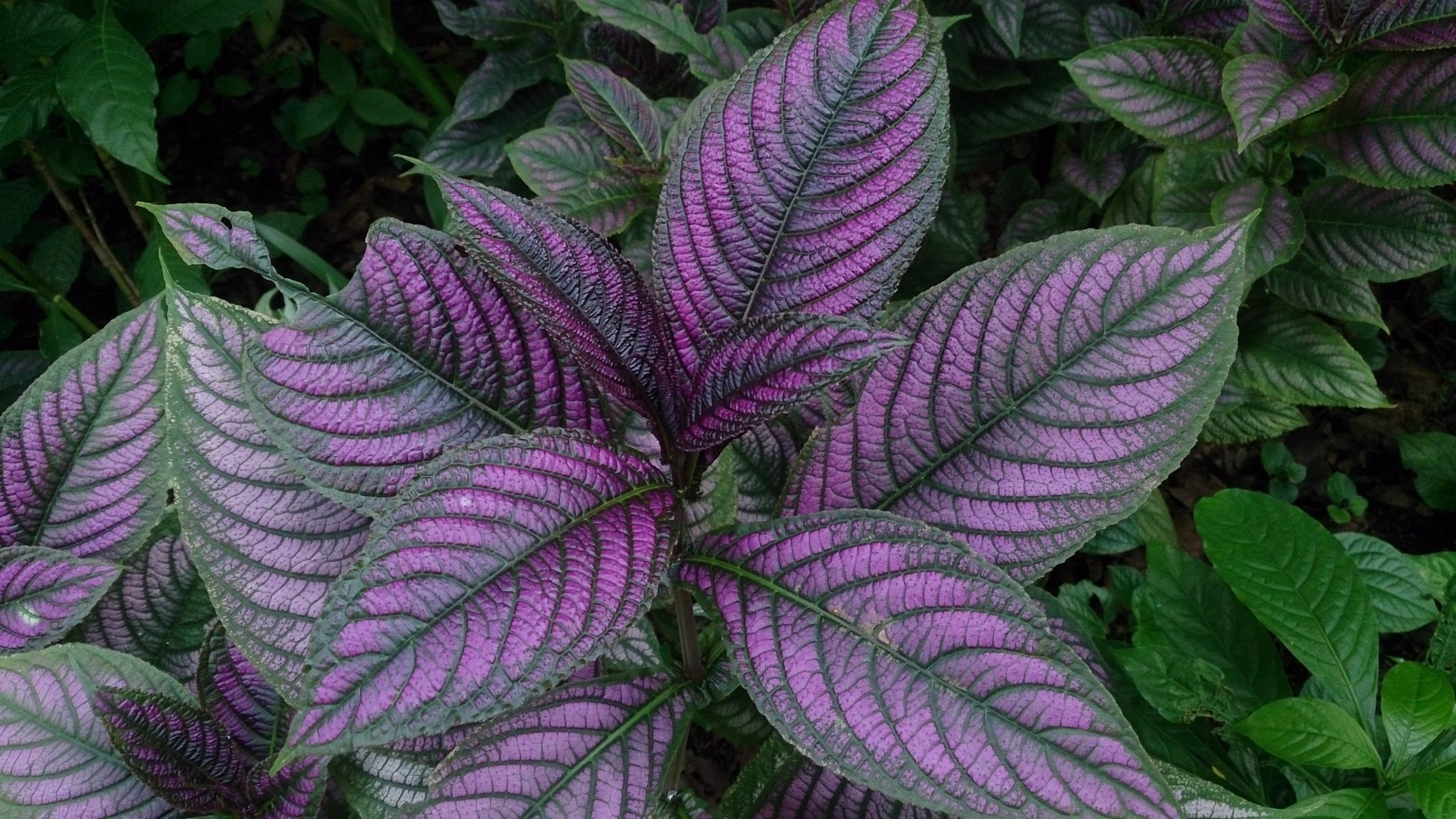 ShadeLoving Perennials for a Delightful Garden Cresleigh Homes