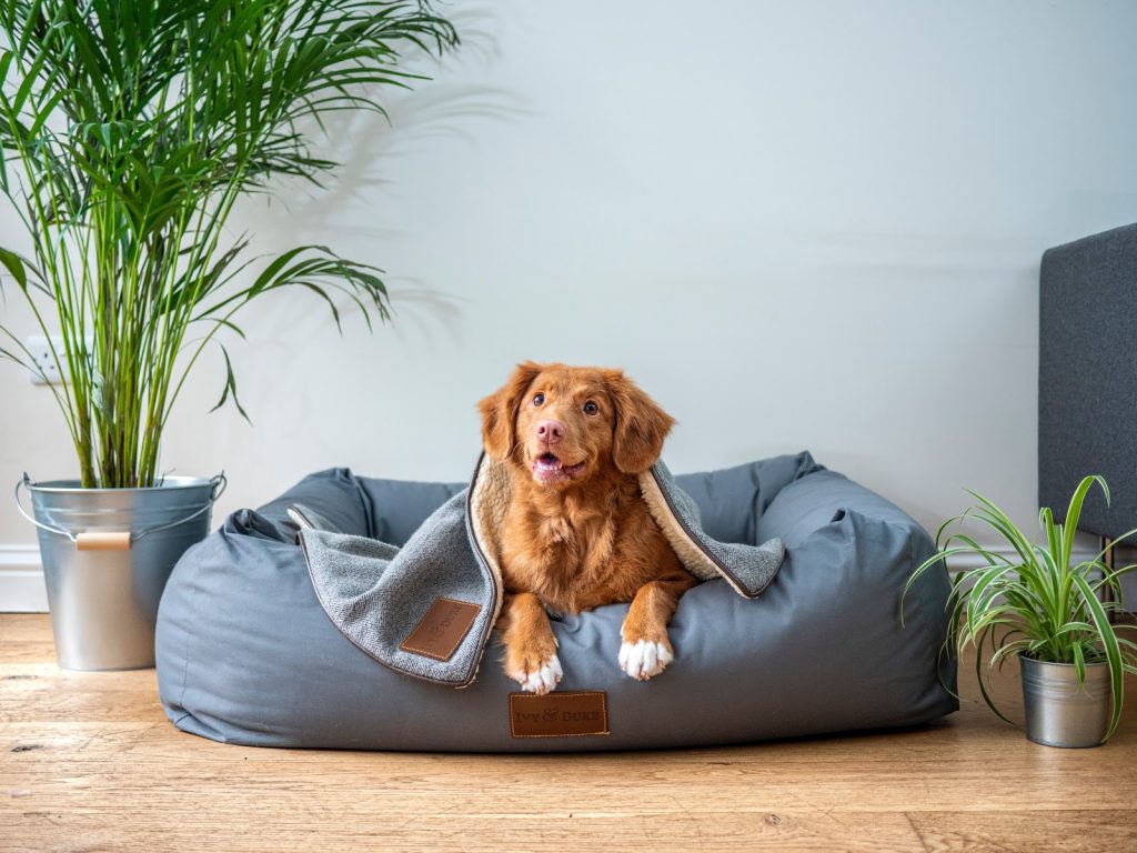 Minimalist shop dog bed